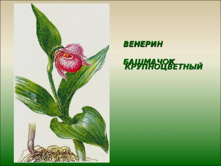 Красная книга Краснодарского края обложка
