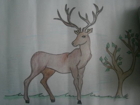 Олень картинка рисунок