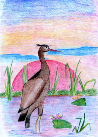 Птицы Крыма рисунки