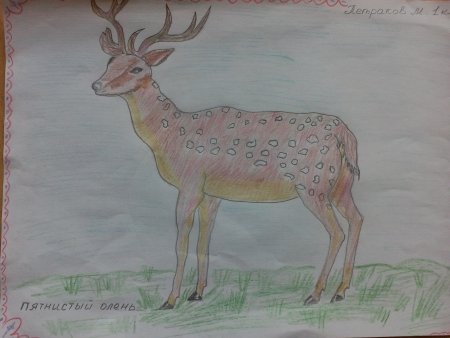 Пятнистый олень карандашом