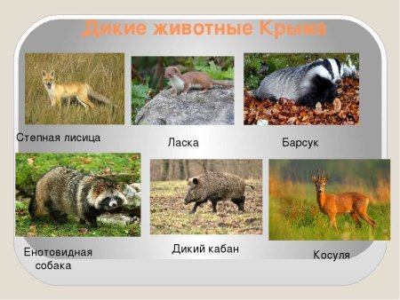 Животные Крыма