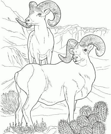 Пустынный толсторог