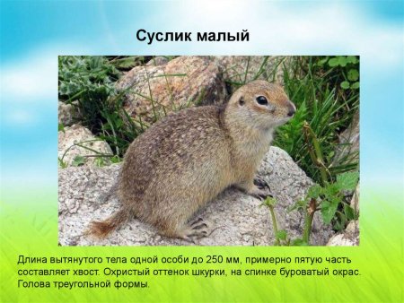 Суслик малый красная книга Крыма