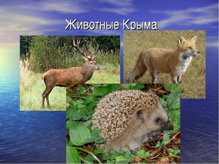 Животный мир Крыма