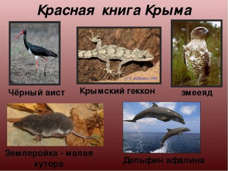 Красная книга Крыма животных список