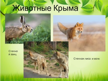 Животные степного Крыма