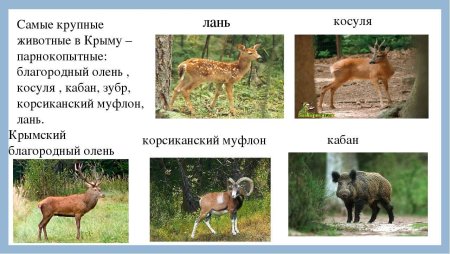 Название животных которые занесены в красную книгу Крыма