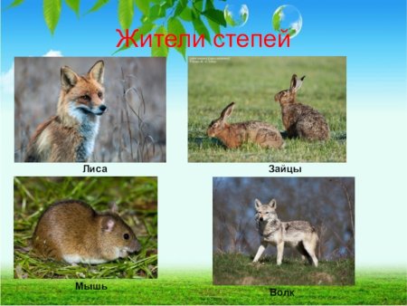 Животные из степи