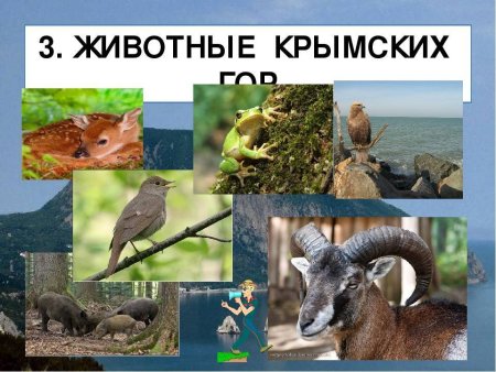 Звери и птицы Крыма