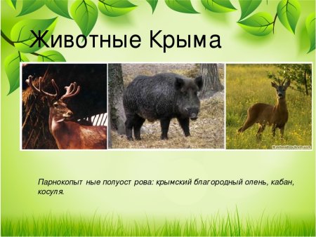 Животные Крыма
