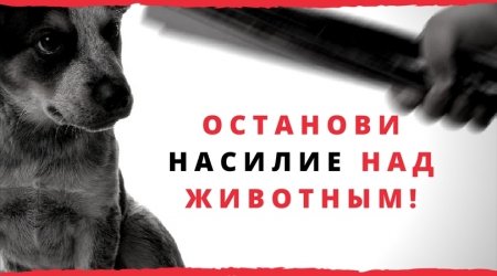 Против насилия над животными