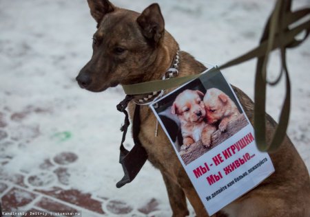 Против насилия над животными