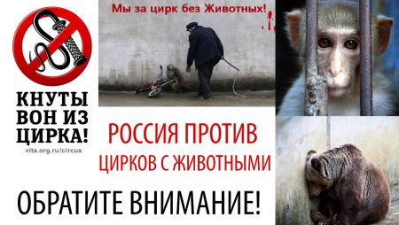 Против цирка с животными