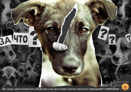 Социальная реклама против жестокого обращения с животными