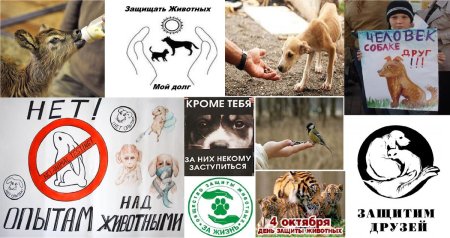 Защита бездомных животных