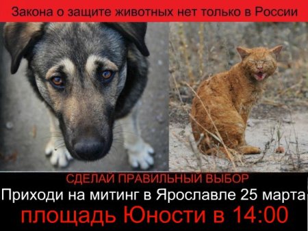 Нет живодерам плакаты