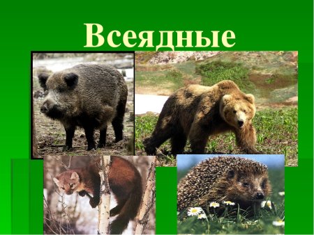 Хищники растительноядные всеядные животные