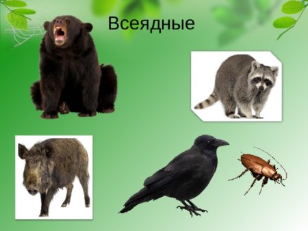 Растительноядные Насекомоядные Хищные всеядные