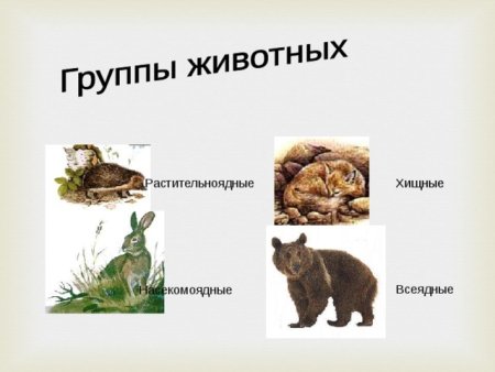 Всеядные млекопитающие