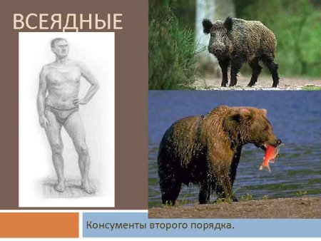 Питание медведя