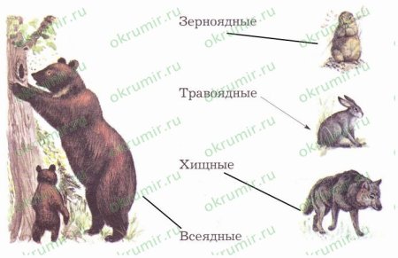 Хищники и растительноядные животные