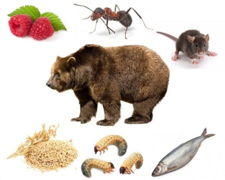 Всеядные животные 3 класс окружающий мир