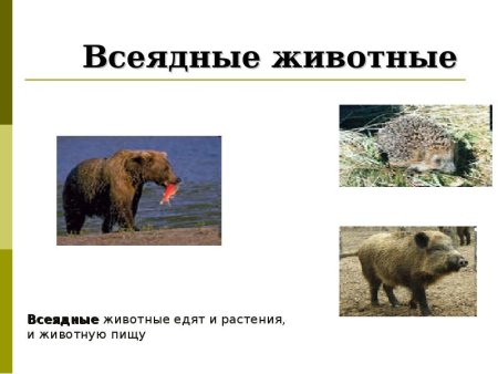 Хищники и травоядные животные