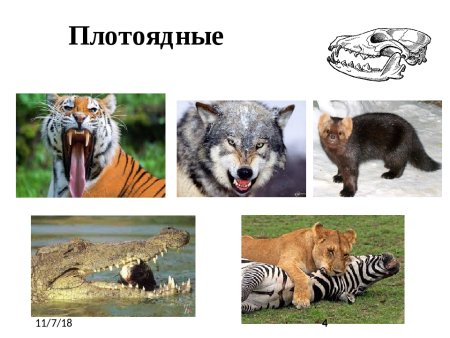 Всеядные животные