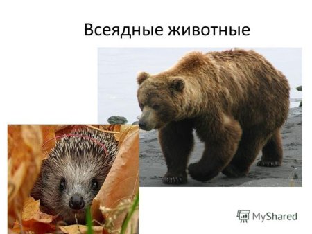 Всеядные млекопитающие представители