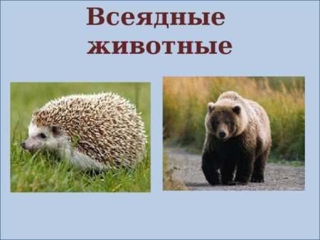 Медведь раскраска