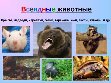 Травоядные плотоядные и всеядные животные