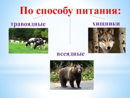Травоядные плотоядные и всеядные животные