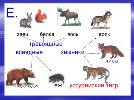 Примеры зверей 2 класс