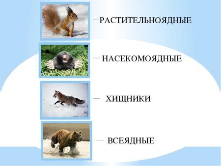 Кабан раскраска для детей