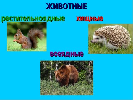 Кабан рисунок раскраска