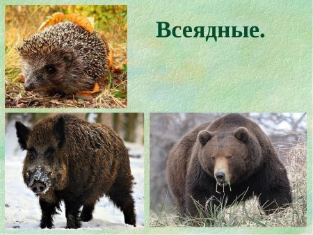 Цепь питания растение растительноядное животное хищник