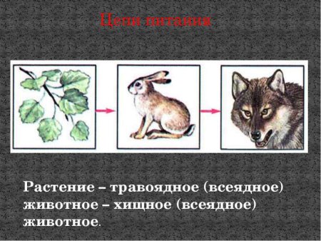 Травоядные и плотоядные животные