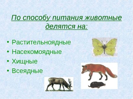 Хищные и травоядные животные