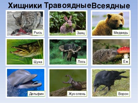 Растительноядные животные