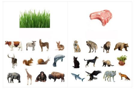 Дикие животные раскраска для детей