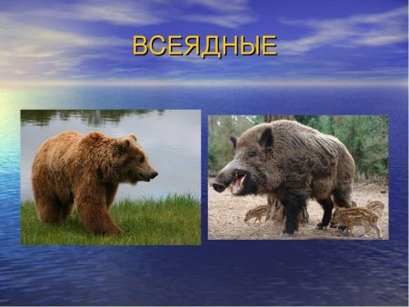 Чем питается барсук