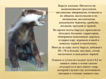 Лев хищник или всеядный