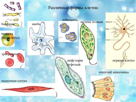 Формы клеток у человека