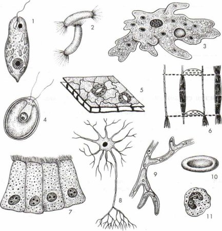 Типы клеток биология