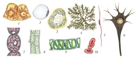 Типы клеток биология