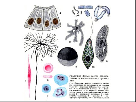 Различные формы клеток одноклеточных и многоклеточных