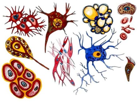 Разнообразие клеток