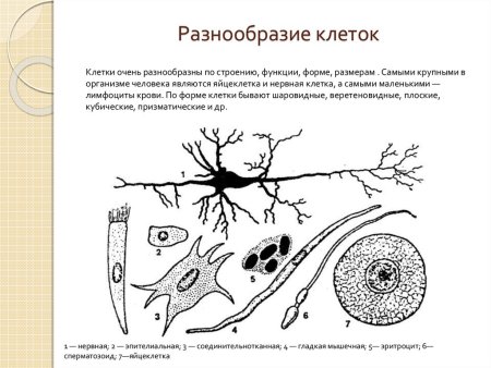Форма строение клетки