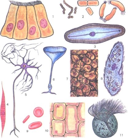 Формы клеток в биологии