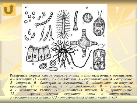 Формы клеток одноклеточных и многоклеточных организмов